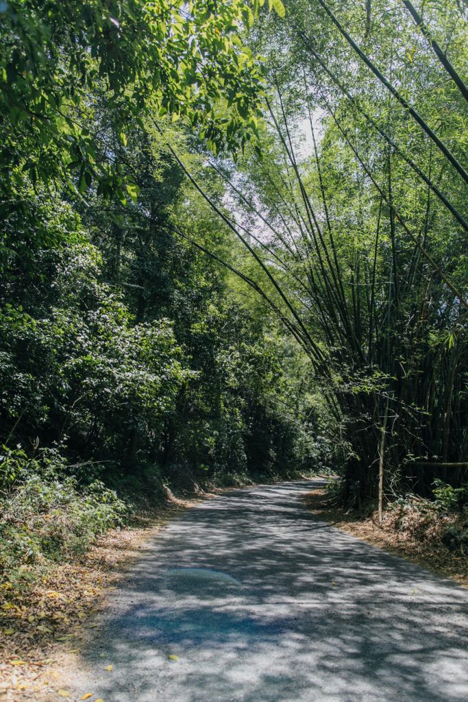 Island Outpost | Road to Pantrepant Farm in Jamaica